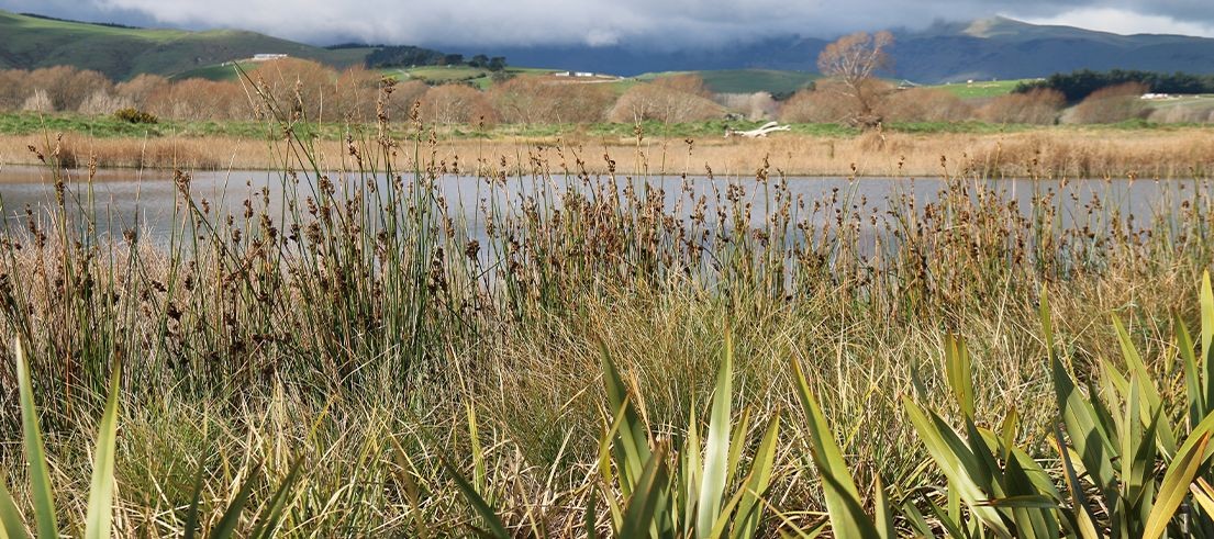 Ahuriri Lagoon wetland landscape used for Environment Canterbury environmental funding story.